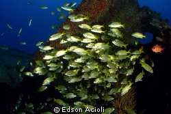 Shoal of fish in the wreck Servemar, Recife, Brazil. by Edson Acioli 